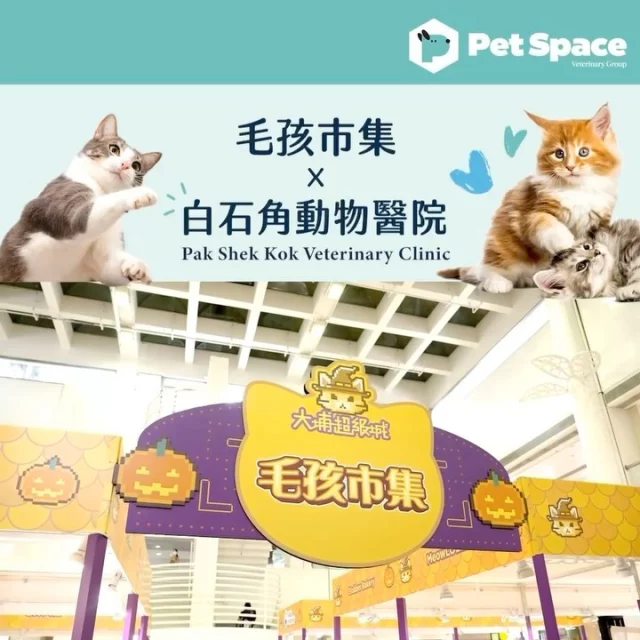 【Dr. Anne x 全能貓奴練成講座完滿結束！】

恭喜您們成功升級成全能貓奴！感謝大家熱情參與！
在全能貓奴練成講座中，Dr Anne和大家一起探討了貓貓的各種大小事，從「貓咪的主食是什麼？」到「為什麼貓貓常常嘔吐？」，通通一次過解答！😺💬

而這位台上的講者其實是來自白石角動物醫院的高級獸醫。診所位於大埔科進路9號海鑽·天賦海灣一期地下，有需要歡迎大家前來或預約諮詢（電話：2368 9366 ） 

讓我們繼續努力，為我們的毛孩們創造更美好的生活！🐱❤
記得繼續關注我們Pet Space 為你帶來的寵物資訊！

Congratulations on successfully becoming an ultimate cat owner! Thank you all for your enthusiastic participation!

During the event, Dr. Anne explored a variety of cat-related topics with all of the participants , answering questions from “What is a cat’s main diet?” to “Why do cats often vomit?” all in one go! 😺💬

Dr. Anne is a senior veterinarian from Pak Shek Kok Veterinary Clinic. The clinic is located at G/F, Unit 1, Floor G, The Graces, Providence Bay, 9 Fo Chun Rd, Tai Po. Feel free to visit or make an appointment for consultation (Phone: 2368 9366).

Let’s continue to create a better life for our furry friends altogether! 🐱❤
Remember to keep following Pet Space for more pet information!