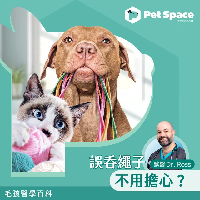【毛孩醫學百科 | 寵物誤吞繩子不用擔心? | 個案分享】

Dr Ross 今次會為大家分享一個常見的急症情況 - 寵物誤吞繩子。

許多貓犬都喜歡玩弄各種繩子，但你知道誤吞繩子其實可以引致非常嚴重的情況嗎？
如果寵物不能及時把繩子吐出來，它們往往會持續吞下。

誤吞繩子會在小腸中造成"摺疊"(plication)的問題，試幻想情況如一條束口褲的抽繩被拉緊...
繩子可能會完全切穿腸道，這是非常嚴重的情況。移除繩子手術需要進行多次腸切開術（或腸道切口）來移除， 因為繩子通常會在腸道內壁的多個地方卡住。

如果你懷疑寵物吞下了繩子、任何異物，或寵物開始異常嘔吐、停止進食或看起來非常疲倦和沮喪，請立即帶牠去看獸醫。
📱如緊急情況可致電 - 24小時方舟動物醫院 ： 2549 2330

Is There No Need to Worry About Pets Swallowing Strings?

Many cats and dogs enjoy playing with various types of strings, but as Dr Ross said, accidentally swallowing them can lead to very serious complications.

If a pet starts to swallow the string rather than spitting it out they tend to keep swallowing it. 
The string will often get stuck and start to cut into the lining of the gut when it contracts, and the intestines will tend to bunch up around this area, which is called plication.  Imagine a situation where a drawstring from sweatpants is pulled tight...

The string may cut all the way through the intestine, if the surgery is not done, and it is a very serious condition.

Removing the string typically requires multiple enterotomies (or intestinal incisions) because the string will be stuck in the lining of the gut in more than one place.

If you suspect string / any foreign object ingestion, or if your pet begins to vomit excessively, stops eating, or seems very dull and depressed, please bring your pet to the vet right away. 
📲In case of emergency, please call  24-hour The Ark Veterinary Hospital: 2549 2330

#PetSpace毛孩醫學百科 #寵物誤吞繩子 #獸醫診所 #貓 #狗 #寵物護理 #動物醫院 #香港獸醫中心 #獸醫 #寵物中醫 #寵物 #毛孩 #寵物治療 #寵物西醫治療 #PetSpace
—————————————————
🐾立即Follow PetSpace Facebook 緊貼寵物醫療及養生最新資訊！🐾喜歡我哋內容記得 Like & Share